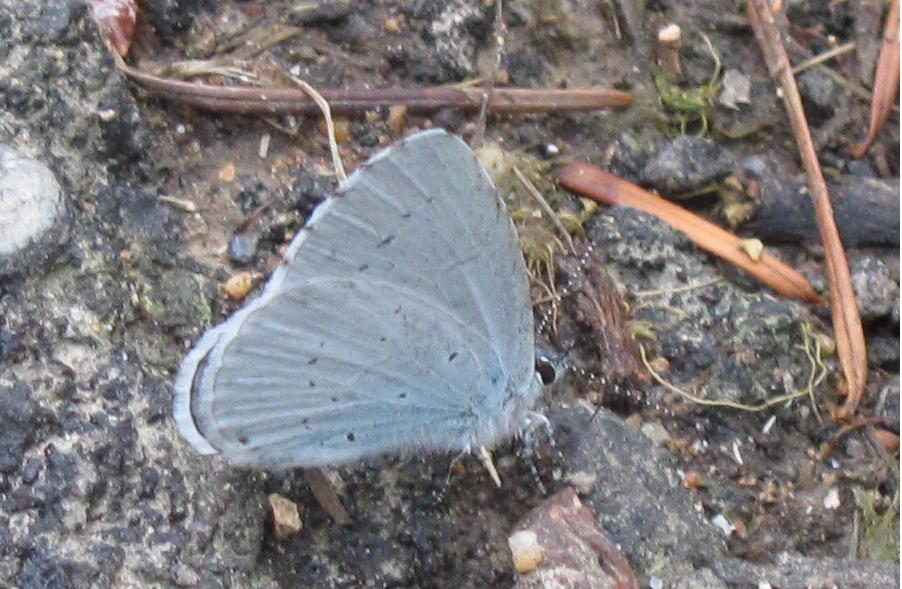 Celastrina argiolus?